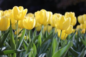 flowers, tulips, spring-1083572.jpg